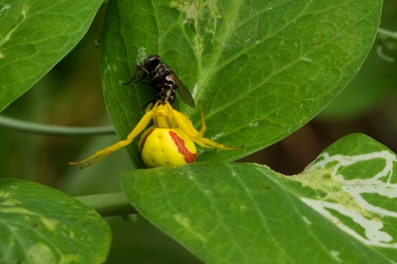 Siedlung Ried W2 Siedlung Ried W2 Foto-Dokumentation Niederwangen Bern Atelier 5