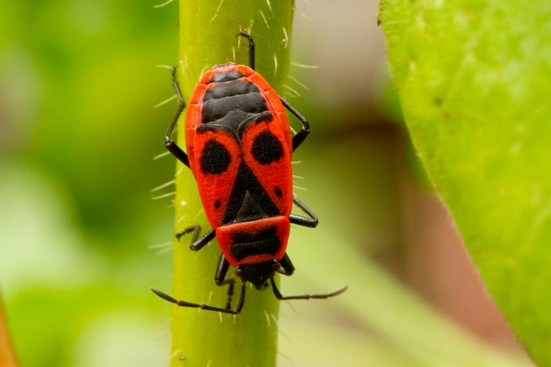 Siedlung Ried W2 Siedlung Ried W2 Foto-Dokumentation Niederwangen Bern Atelier 5