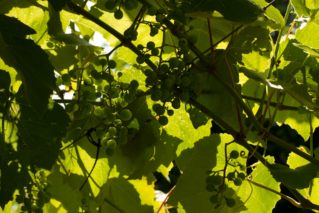 Siedlung Ried W2 Siedlung Ried W2 Foto-Dokumentation Niederwangen Bern Atelier 5