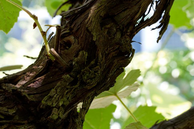 Siedlung Ried W2 Siedlung Ried W2 Foto-Dokumentation Niederwangen Bern Atelier 5