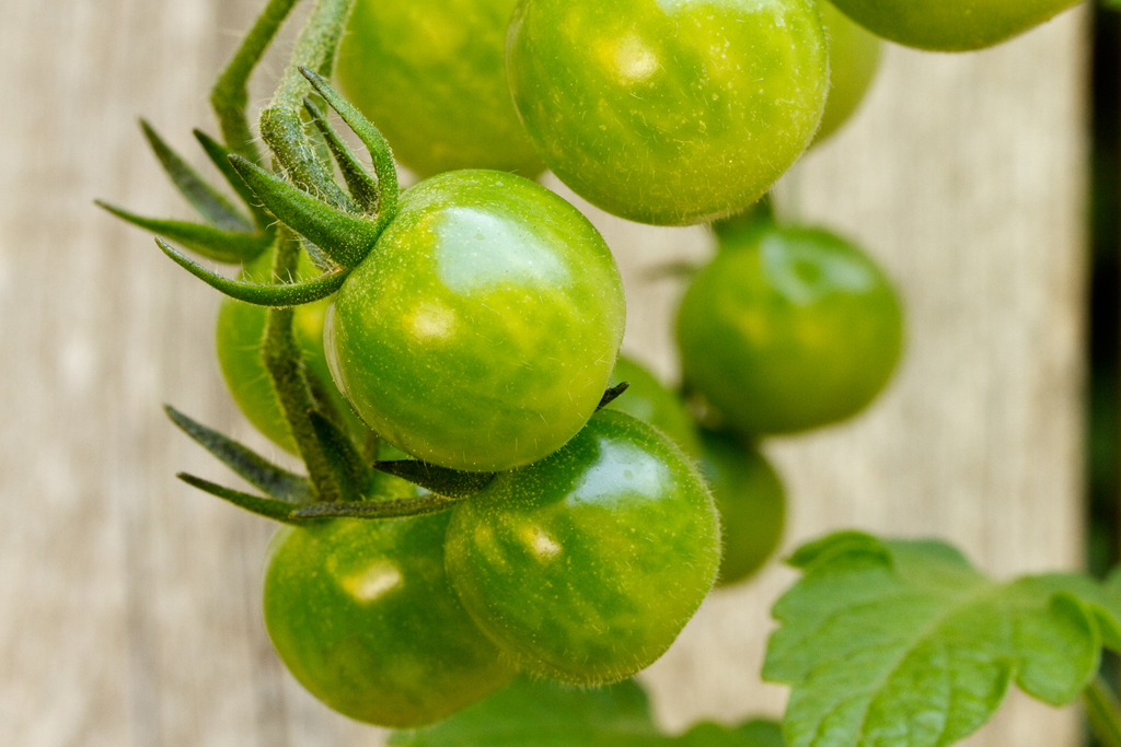 Siedlung Ried W2 Siedlung Ried W2 Foto-Dokumentation Niederwangen Bern Atelier 5