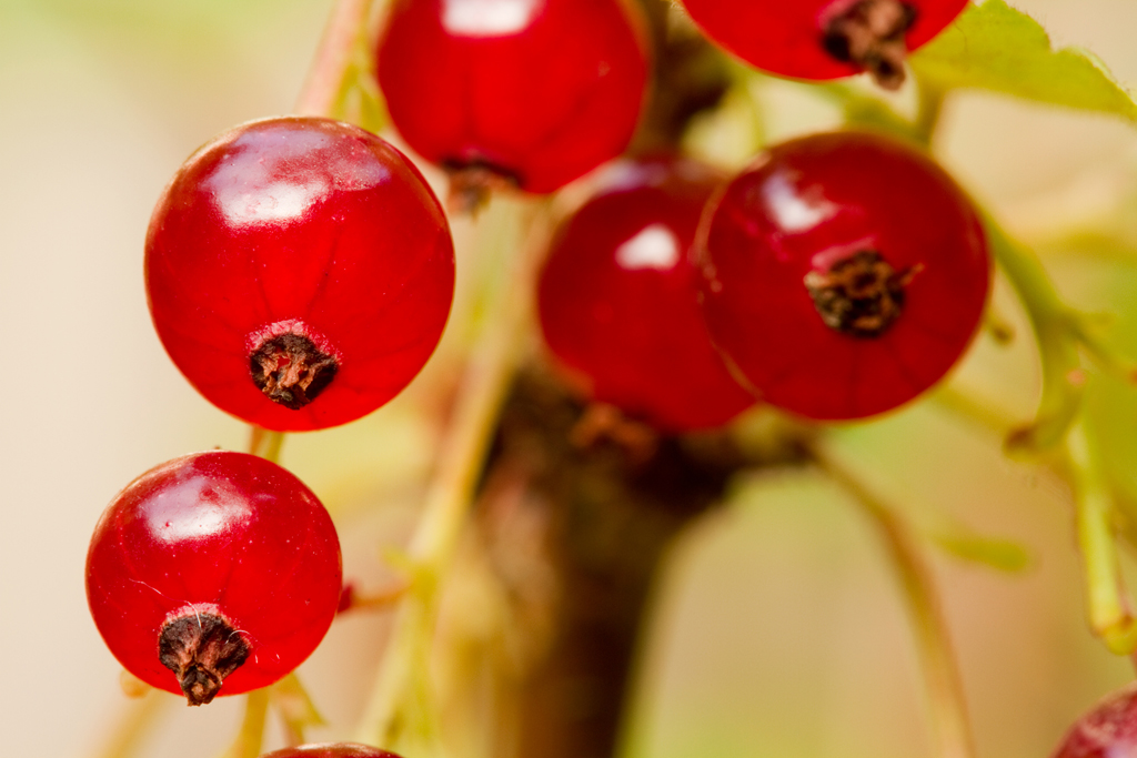 Siedlung Ried W2 Siedlung Ried W2 Foto-Dokumentation Niederwangen Bern Atelier 5