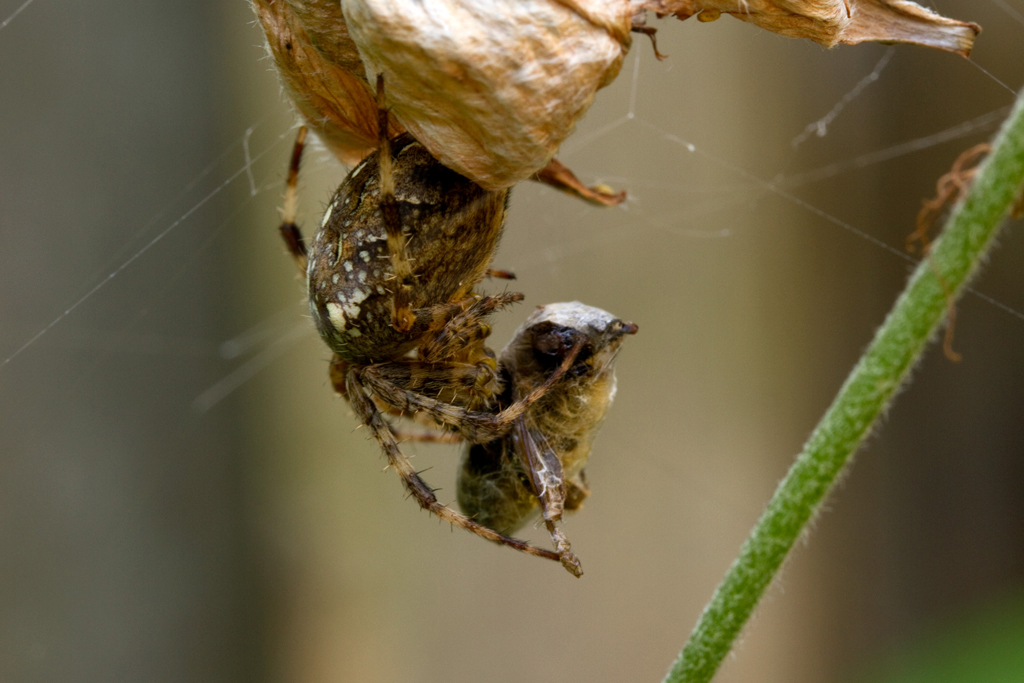 Siedlung Ried W2 Siedlung Ried W2 Foto-Dokumentation Niederwangen Bern Atelier 5